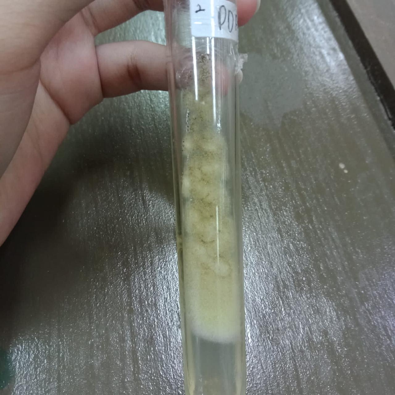 Fungial purification — sub-culturing isolated colonies